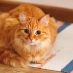 Benarkah Menabrak Kucing Bisa Membawa Sial? Ini Penjelasannya